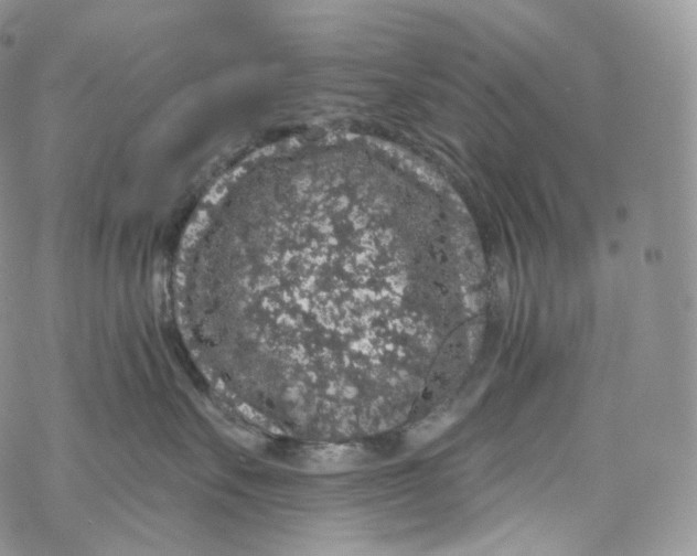 X0000069360527200606021456