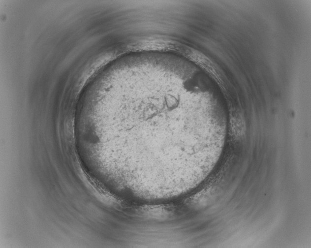 X0000069360534200606021455