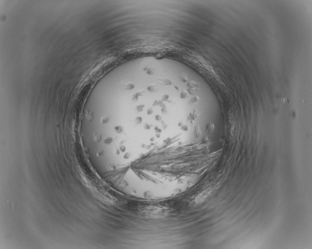 X0000069360542200606021455