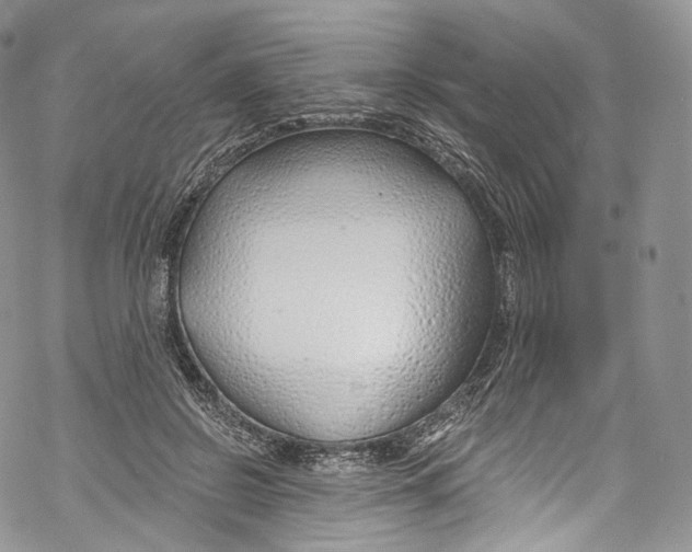 X0000069360550200606021455