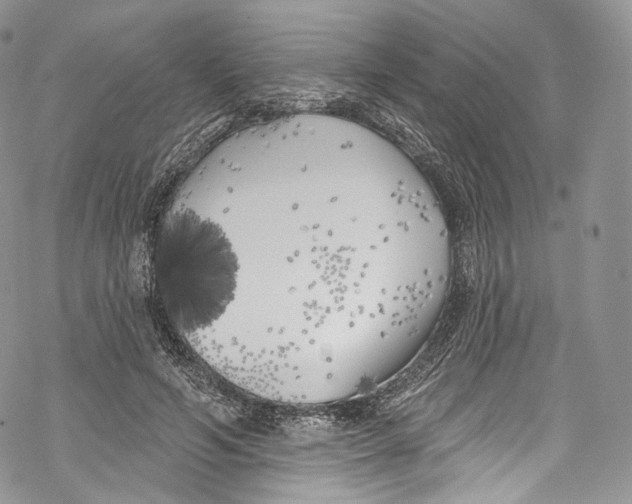 X0000069360594200606021455