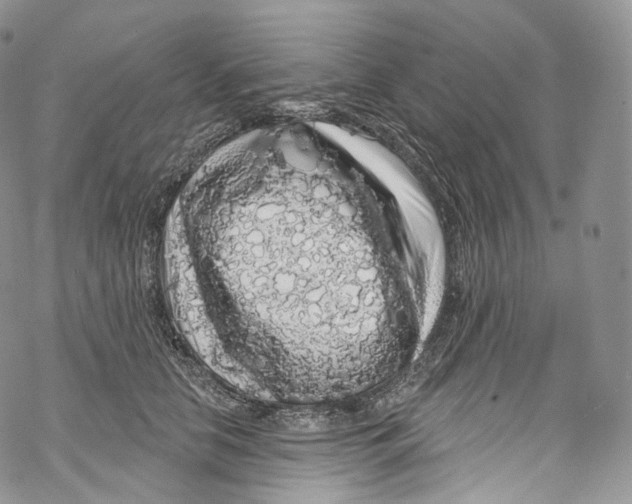 X0000069360658200606021454