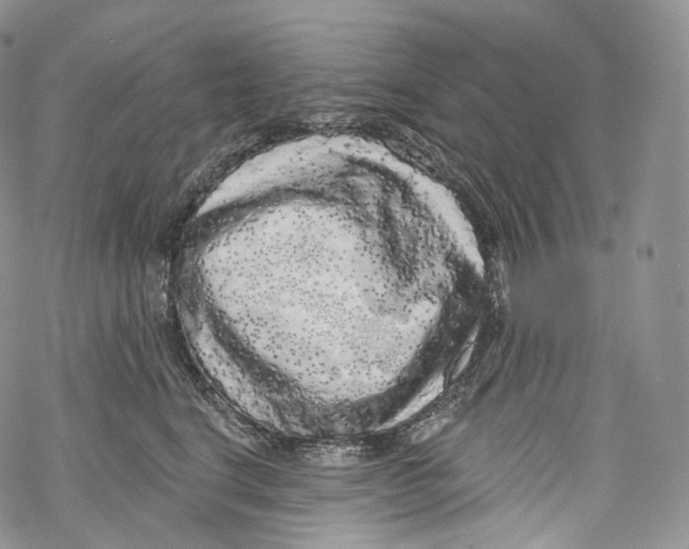 X0000069360664200606021454