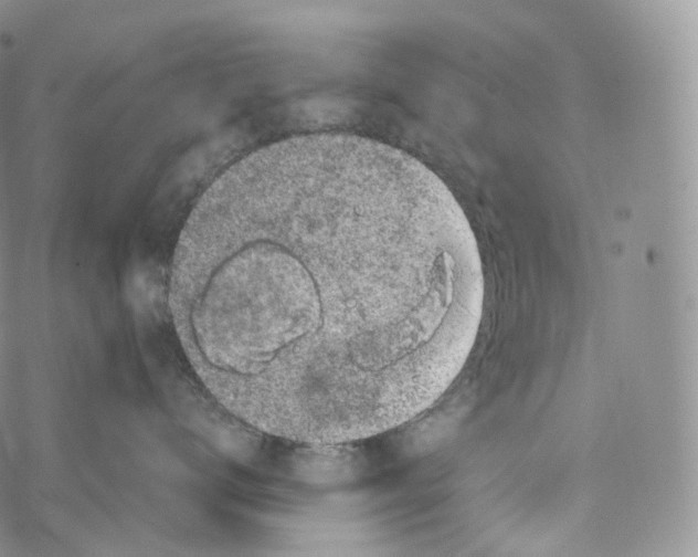 X0000069360672200606021454