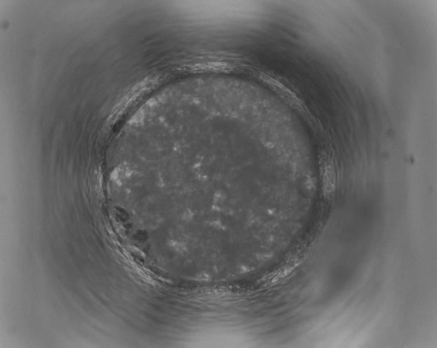 X0000069360729200606021452