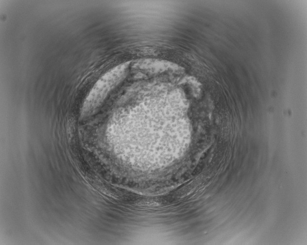 X0000069360747200606021452