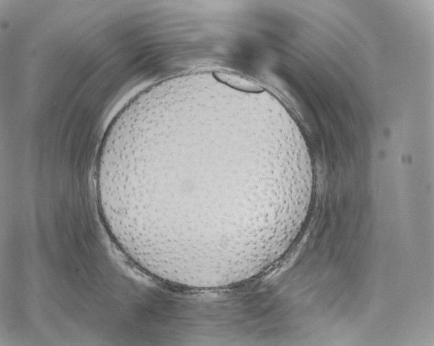 X0000069360814200606021451