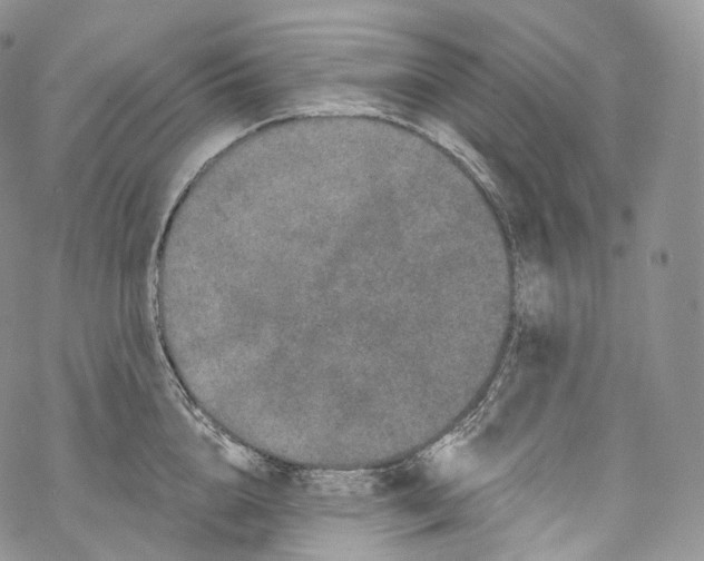 X0000069360856200606021451