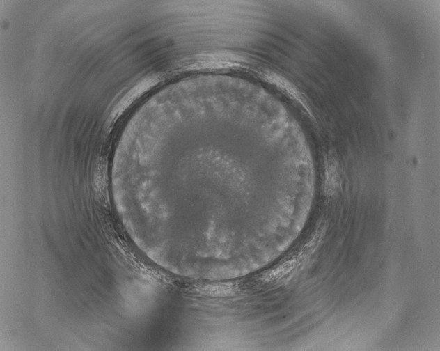 X0000069360874200606021450