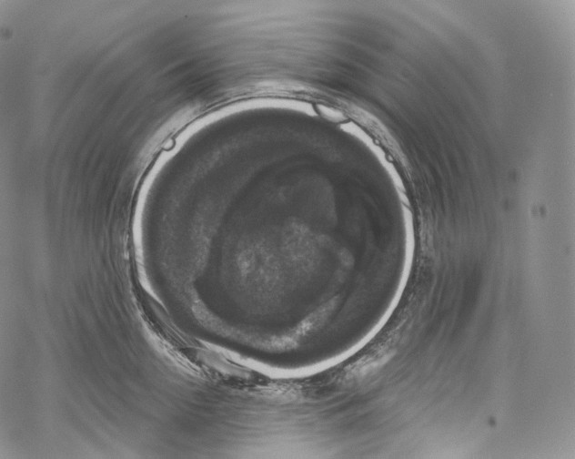 X0000069360954200606021450