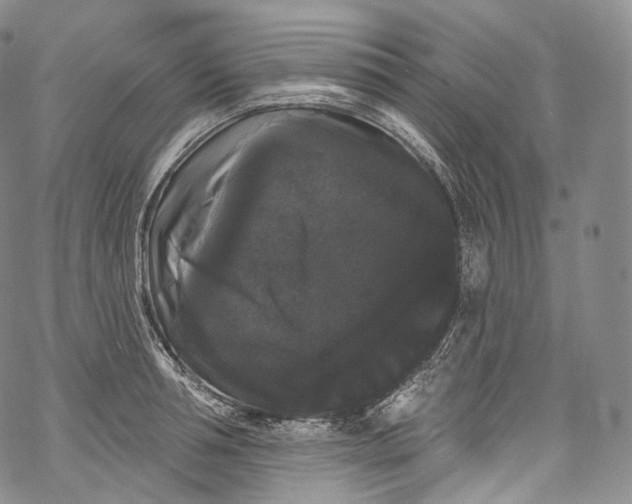 X0000069360994200606021448