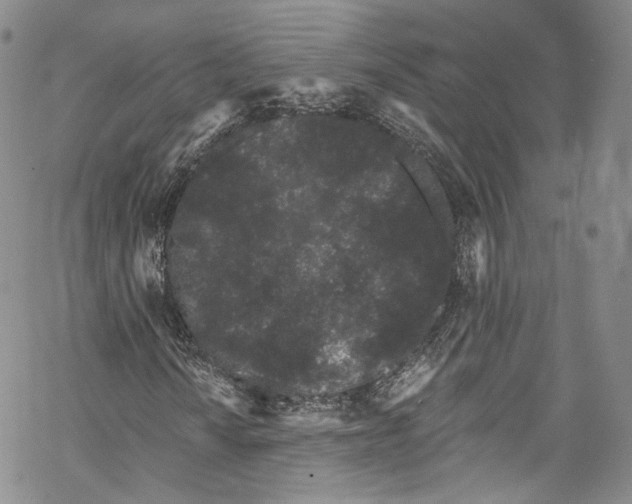 X0000069361010200606021447