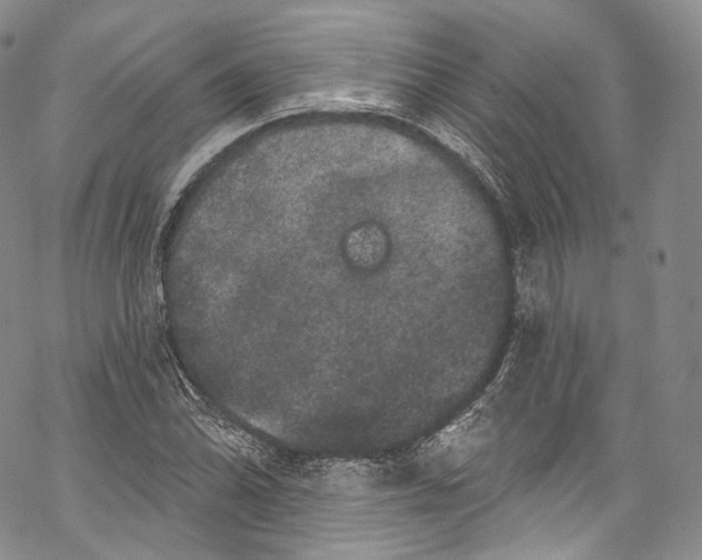 X0000069361070200606021447