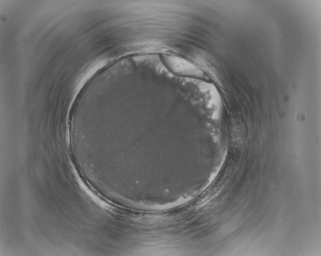 X0000069361095200606021447