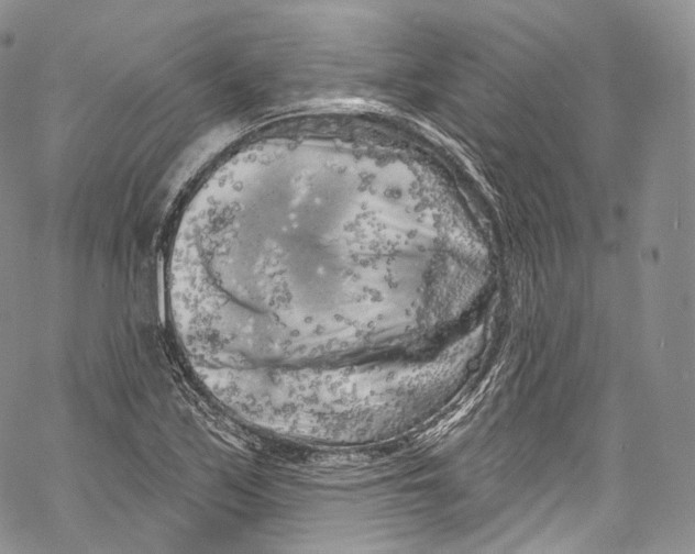 X0000069361171200606021446