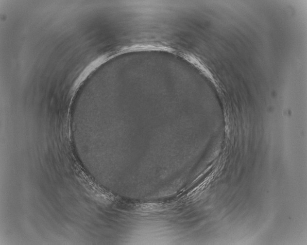 X0000069361173200606021445