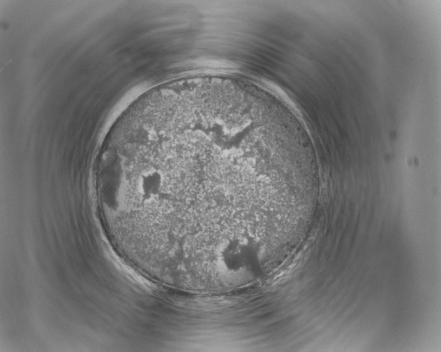 X0000069361243200606021445