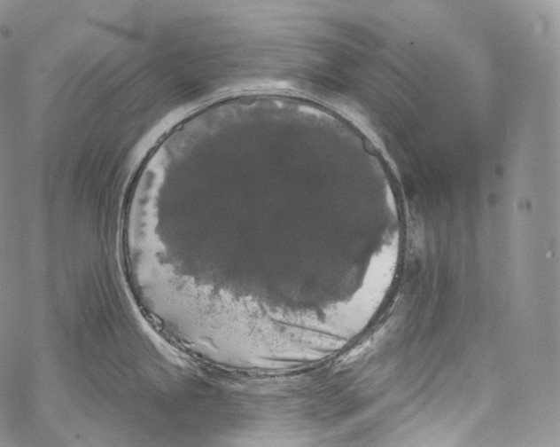 X0000069361245200606021445