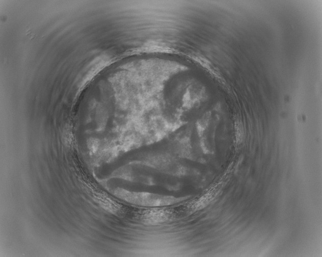 X0000069361266200606021444