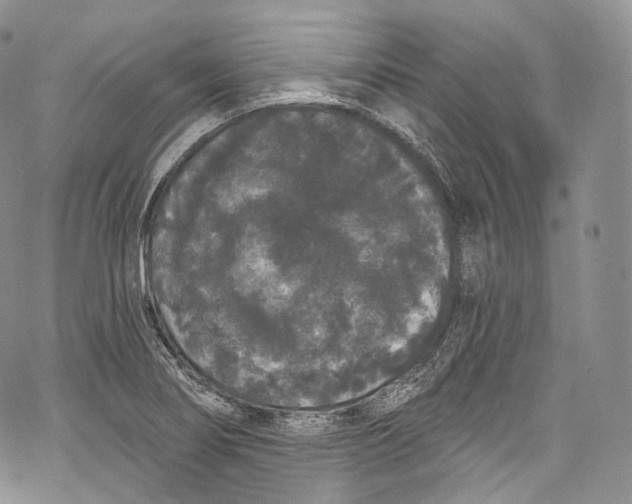 X0000069361274200606021444