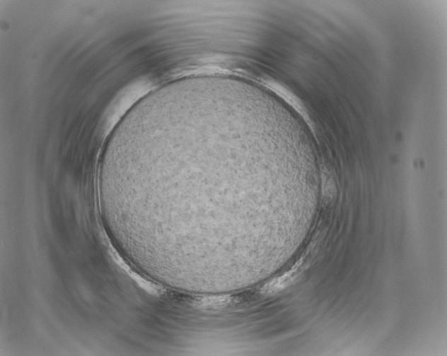 X0000069361290200606021444