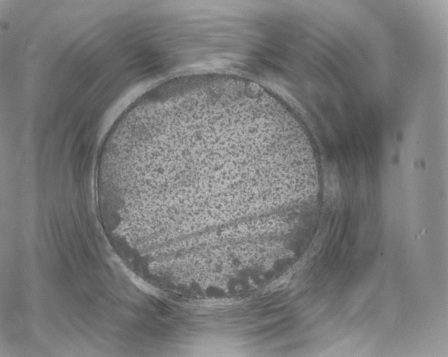 X0000069361294200606021444