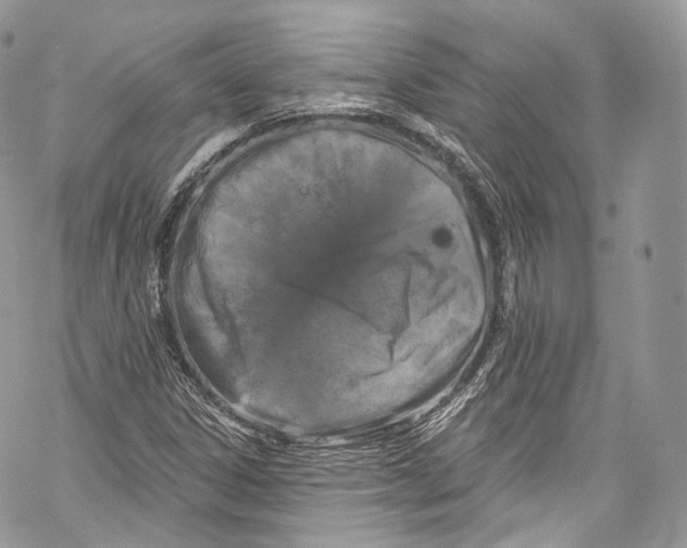 X0000069361306200606021443