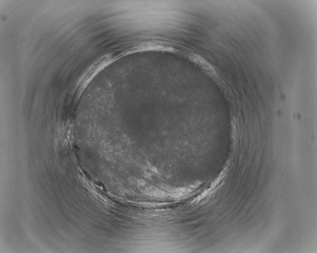 X0000069361369200606021442