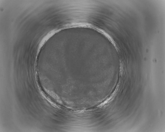 X0000069361373200606021442