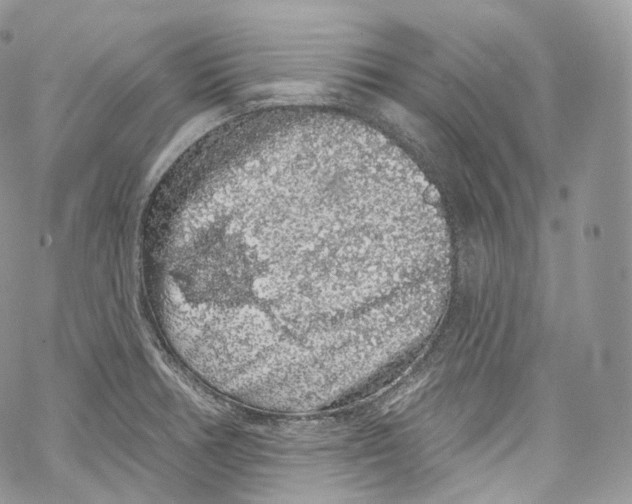 X0000069361378200606021442