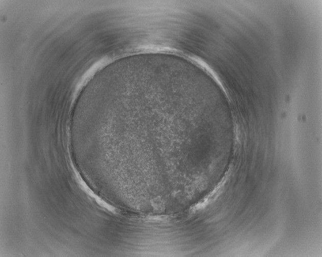 X0000069361381200606021442