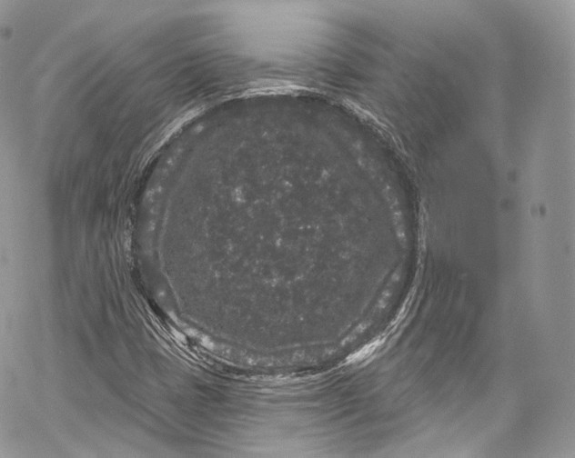 X0000069361401200606021441