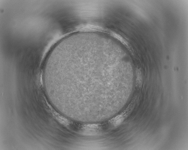 X0000069361462200606021441