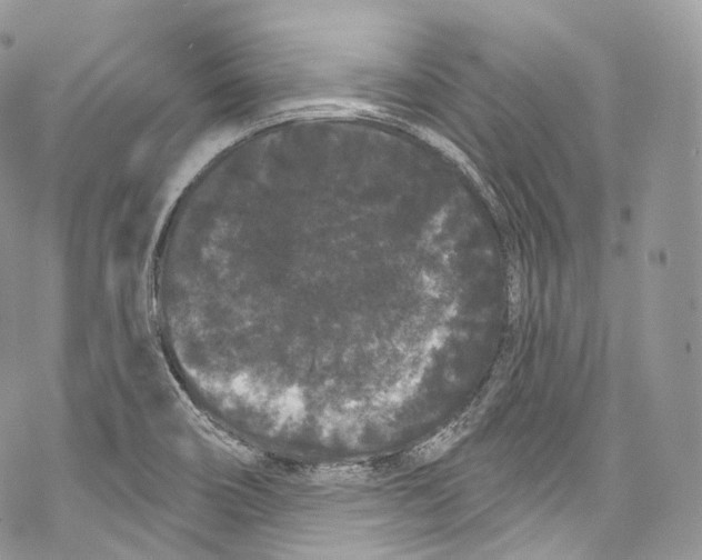 X0000069361466200606021441