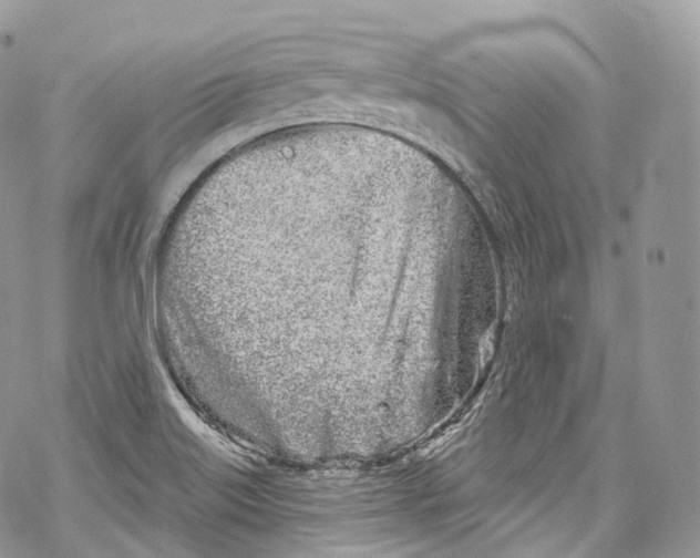 X0000069361515200606021440