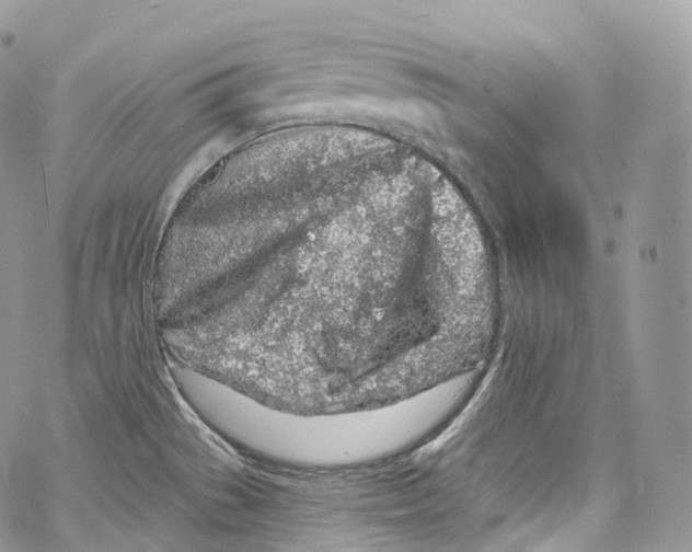 X0000069361529200606021440