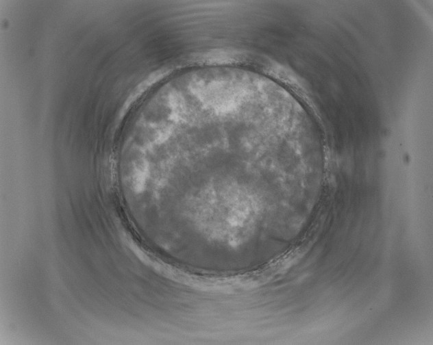 X0000069360012200606091612