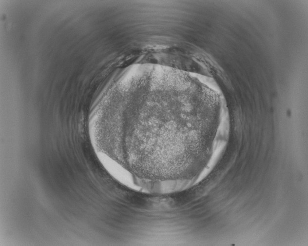 X0000069360073200606091611