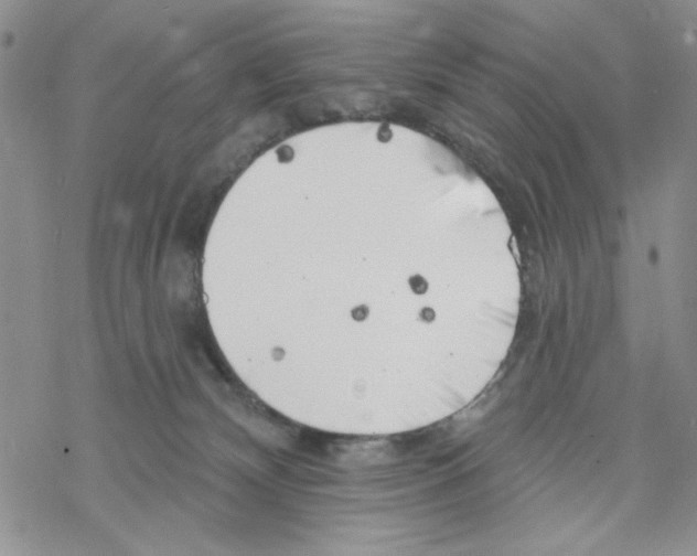 X0000069360132200606091610