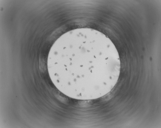 X0000069360136200606091610