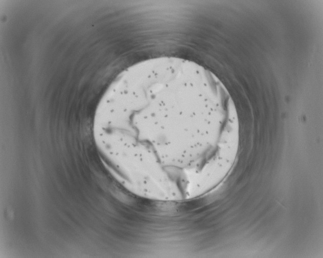 X0000069360144200606091610