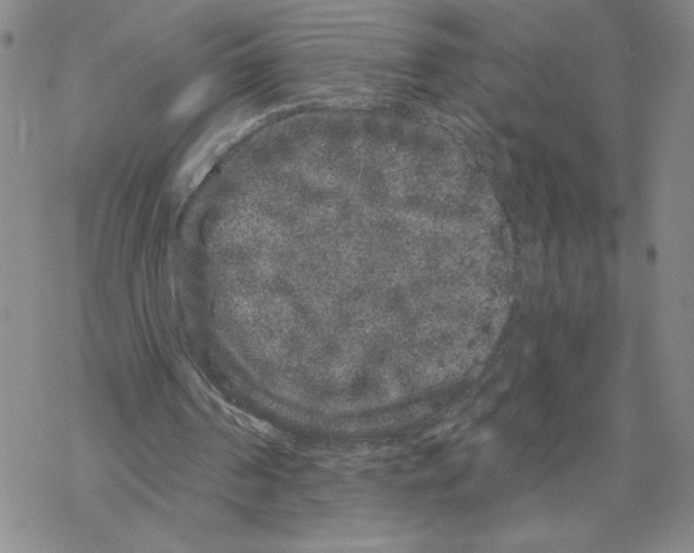 X0000069360194200606091609