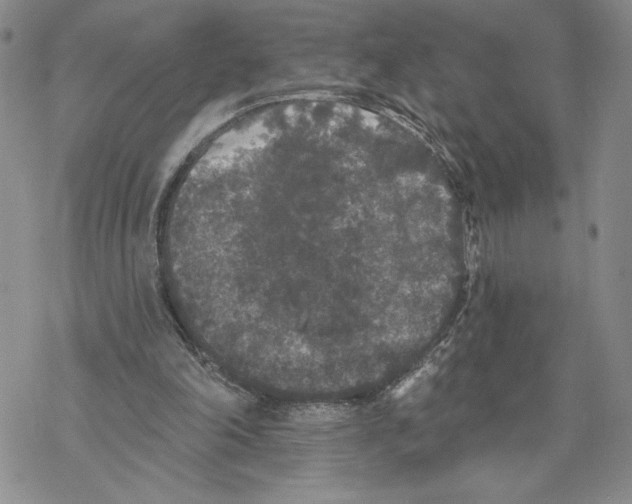 X0000069360198200606091609