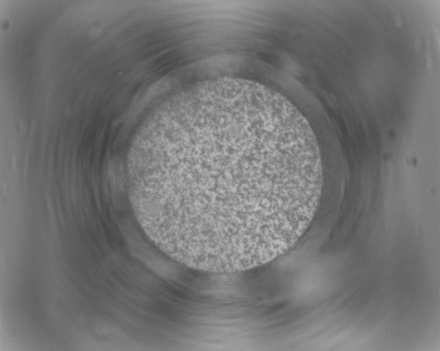 X0000069360240200606091609