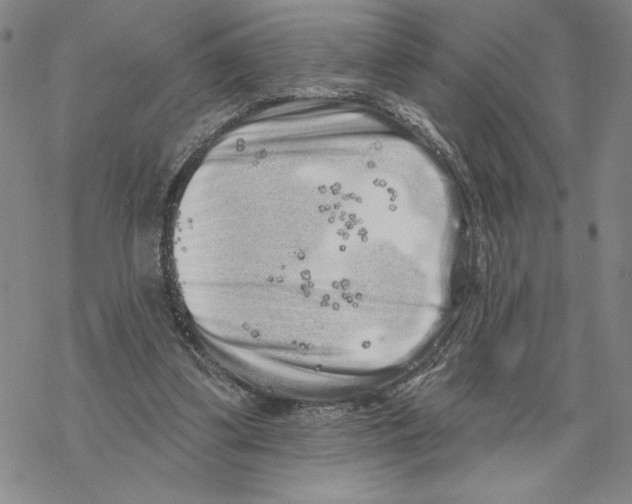 X0000069360299200606091608