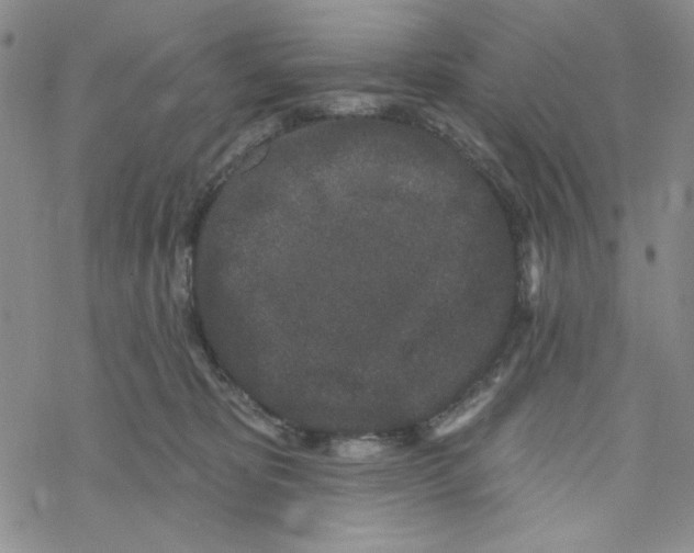 X0000069360325200606091607