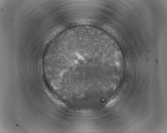 X0000069360398200606091606