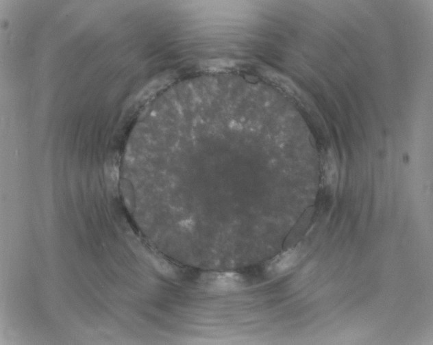 X0000069360427200606091606