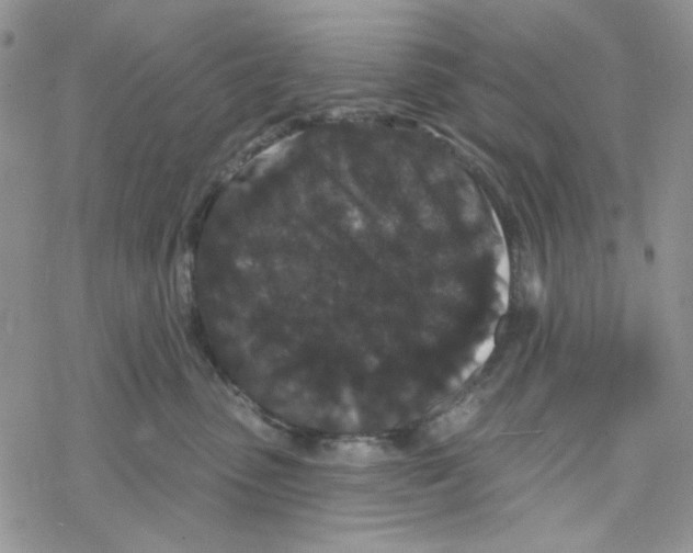 X0000069360475200606091605