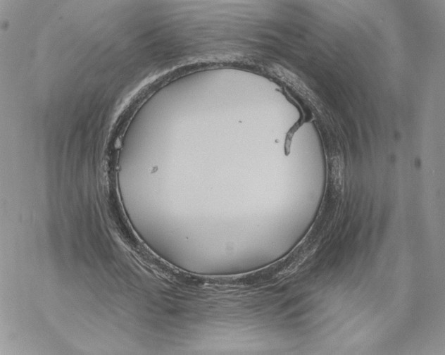 X0000069360676200606091601